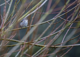 Yellow-rumped Warbler (Setophaga coronata)