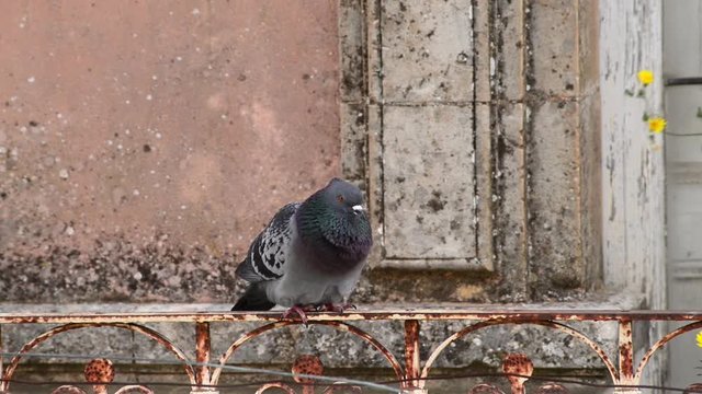 colombaccio posato sul balcone osserva mentre il vento gonfia le piume