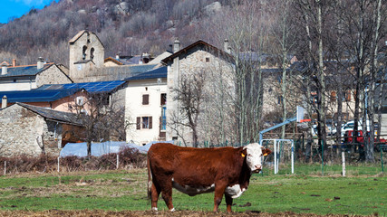 vache devant le village de Dorres
