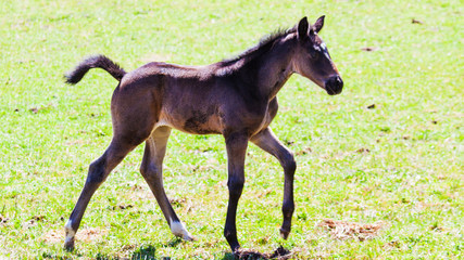 poulain faisant ses premiers pas