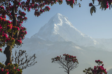 Dhaulagiri mountain in the frame of red rhododendrons