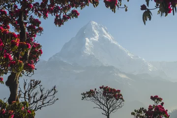 Crédence en verre imprimé Dhaulagiri Montagne Dhaulagiri dans le cadre de rhododendrons rouges