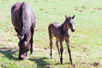Obraz premium jument et son poulain