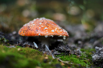 Red amanita growing in the forest. Poisonous mushroom
