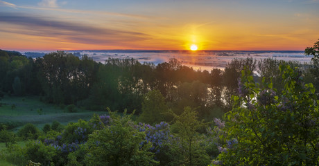 Misty and multicolored dawn over the river valley,blooming lilacs- river Odra, Germany