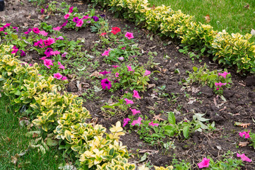 flower bed in the summer park.
