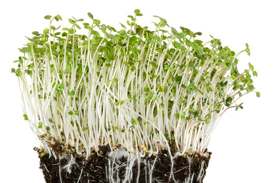 White mustard seedlings in potting compost with fine roots. Sprouts, vegetable, microgreen. Shoots and cotyledons of Sinapis alba. Yellow mustard. Edible herb. Macro food photo front view over white.