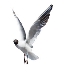 Obraz premium small flying black headed gull on white