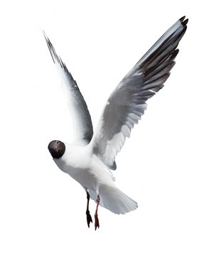 small flying black headed gull on white