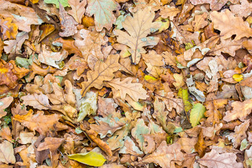 Background of yellow leafs.