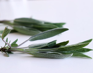 Sage leaves isolated on white background. Medicinal herb Salvia officinalis. The concept of healthy nutrition.