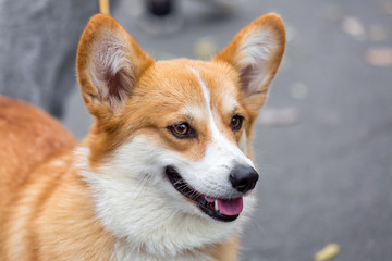 Obraz premium Portrait the dog of Welsh Corgi.
