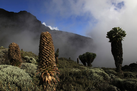 Giant groundsels growing at 4000 metres on the slopes of Mount Kilimanjaro, Tanzania