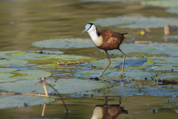 Actophilornis africana, African jacana, Aquatic,