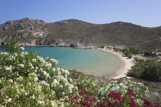 View over Psili Ammos beach with oleander on island's east coast, Serifos, Cyclades, Aegean Sea, Greek Islands, Greece