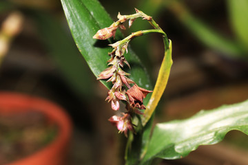 The orchids or Orchidaceae (Orchidaceae) are a worldwide plant family. 
