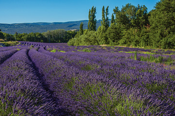 Panoramic view of field of lavender flowers under sunny blue sky, near the village of Roussillon. In the Vaucluse department, Provence region, southeastern France.