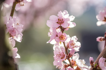 Obraz premium Apricot Blossom in Wachau in Lower Austria 