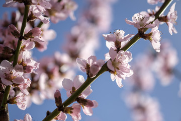 Apricot Blossom in Wachau in Lower Austria 