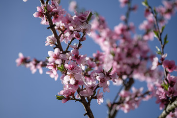 Apricot Blossom in Wachau in Lower Austria 