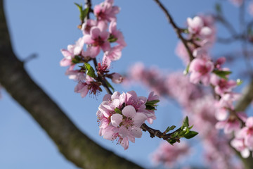 Apricot Blossom in Wachau in Lower Austria 