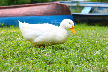 Home duck