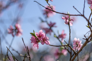 Fototapeta na wymiar Apricot Blossom in Wachau in Lower Austria 