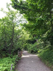 Fototapeta premium 新緑