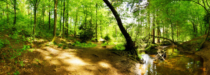 Naklejka premium Szlak przez piękny las z zielenią i potokiem