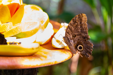 Flower and Buttlerfly