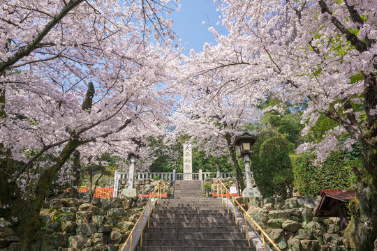 京都　建勲神社の桜