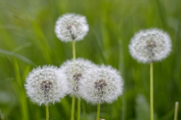 Löwenzahnsamen, Pusteblume