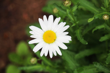 Daisy field in summer