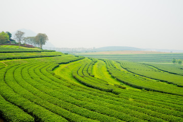 Tea Plantation, Oolong tea farm, green landscape background, green leaf