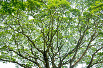 landscape, tree forest sky, big tree 
