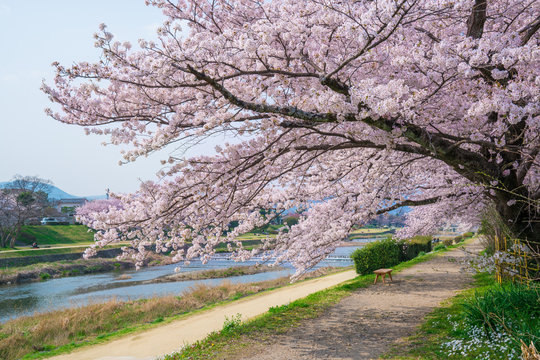 京都　鴨川の桜（下鴨神社付近）