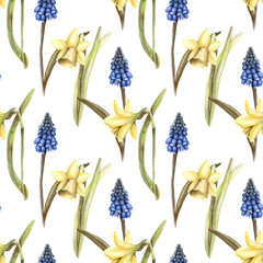 Hand painted watercolor floral pattern seamless blue grape hyacinth yellow daffodils narcissus white background - 203384802
