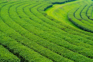 Tea Plantation, Oolong tea farm, green landscape background, green leaf