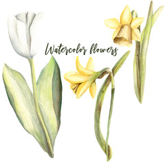 Watercolor Hand painted handpaint set of objects. floral flowers  white tulips bouquet white background isolated yellow daffodils - 203384837