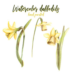 Watercolor Hand painted handpaint set of objects. floral flowers yellow daffodils isolated white background - 203384840