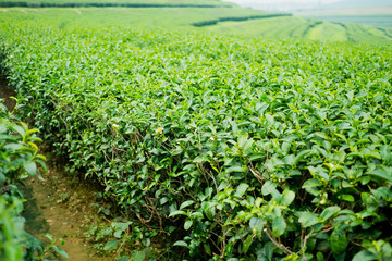 Fototapeta na wymiar Tea Plantation, Oolong tea farm, green landscape background, green leaf