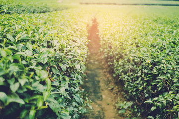 Tea Plantation, Oolong tea farm, green landscape background, green leaf