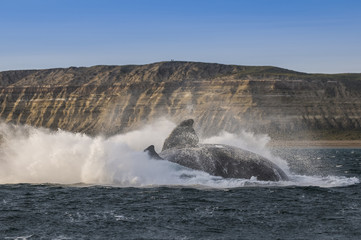 Whale jump , Patagonia