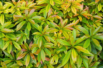 Green leaves natural background  wallpaper, leaf texture, green leaves wall background