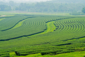 Tea Plantation, Oolong tea farm, green landscape background, green leaf