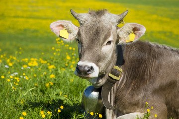 Kuh - Allgäu - Frühling - Löwenzahn - süß - niedlich - Kälbchen