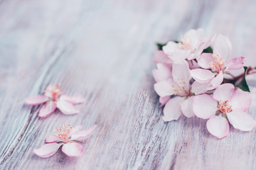 Fototapeta na wymiar Beautiful gentle background with blooming flowers in pastel colors in rustic style