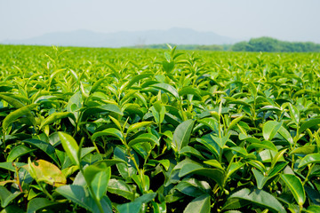 Tea Plantation, Oolong tea farm, green landscape background, green leaf