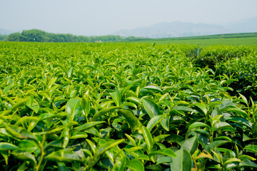 Tea Plantation, Oolong tea farm, green landscape background, green leaf