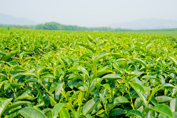 Tea Plantation, Oolong tea farm, green landscape background, green leaf